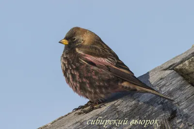 Фотография Вьюрок (Fringilla montifringilla) Птицы западного Кавказа |  Фотобанк ГеоФото/GeoPhoto | GetImages Group