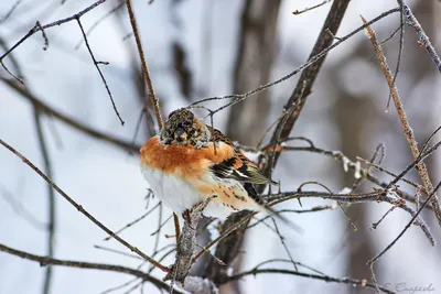 Гималайский вьюрок - eBird