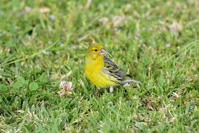 Птица Brambling (montifringilla Fringilla) Стоковое Фото - изображение  насчитывающей ангстрома, обои: 27790136