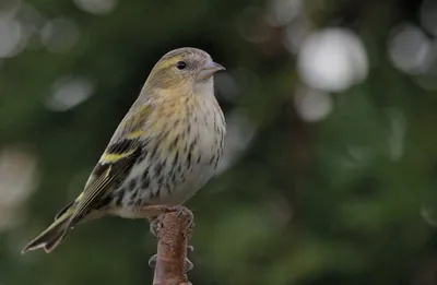 Красношапочный вьюрок - eBird