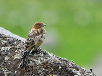 Фотография Вьюрок (Fringilla montifringilla) Птицы западного Кавказа |  Фотобанк ГеоФото/GeoPhoto | GetImages Group