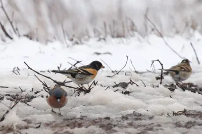 Вьюрок или юрок (Fringilla montifringilla) - Brambling | Film Studio Aves -  YouTube