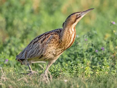 Большая выпь - eBird