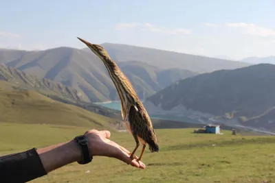 Малая выпь (лат. Ixobrychus minutus). Photographer Konstantin Slobodchuk