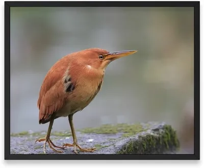 Малая выпь (волчок) Ixobrychus minutus Little Bittern