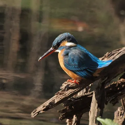 Общий Зимородок (Alcedo Atthis) Красивая Синяя Птица, Сидящая На Ветке Над  Размытым Зеленым Фоном, Увлекательная Природа Фотография, картинки,  изображения и сток-фотография без роялти. Image 66285874