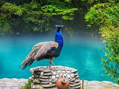 Туры в Абхазию - 🦢Грациозные птицы в Новом Афоне🦢 Вообще... | Facebook