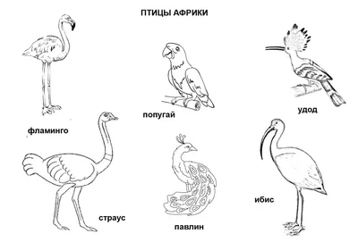 Птицы Юга Африки - фотогалерея | Rogotneva.Ru