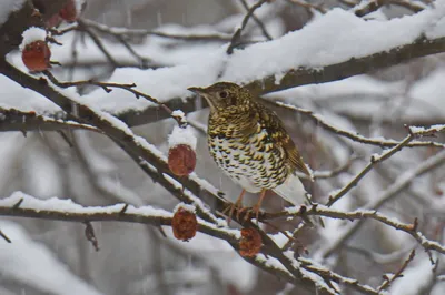 Птицы горного Алтая (Много фото!) - treepics.ru