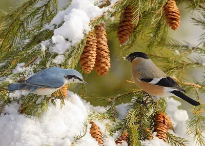 Birds of the Altai krai / Птицы Алтайского края's Journal · iNaturalist