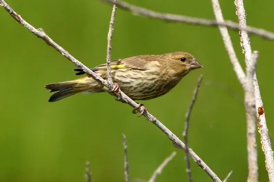 Птицы Алайского края:от самых редких до самых популярных | Animal Planet -  Мир животных | Дзен