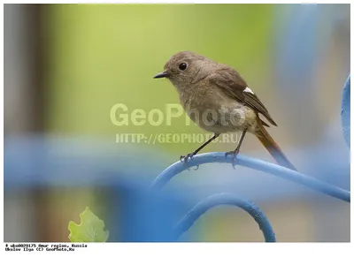 Фотография Красноухая овсянка (Emberiza cioides) Архара, Амурская обл,  Россия | Фотобанк ГеоФото/GeoPhoto | GetImages Group