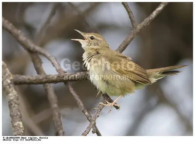 Фотография Сибирская горихвостка (Phoenicurus auroreus) Архара, Амурская обл,  Россия | Фотобанк ГеоФото/GeoPhoto | GetImages Group