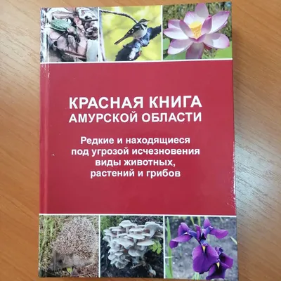 Древесная трясогузка • Красная книга Амурской области