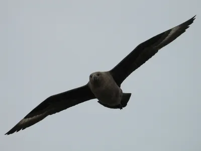 Птицы Albatross Diomedeidae Blackbrowed летать над южным антарктики морем  Стоковое Изображение - изображение насчитывающей муха, вода: 172588831