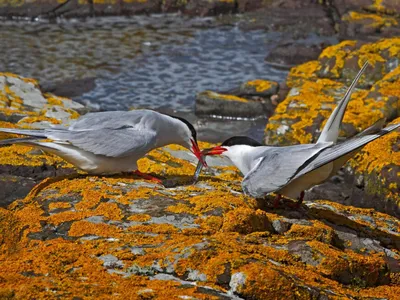 Фотография Средний поморник (Stercorarius pomarinus) Тобседа, Арктическое  побережье, Архангельская область | Фотобанк ГеоФото/GeoPhoto | GetImages  Group