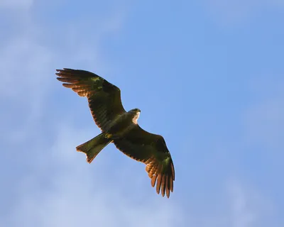 Фотография Серая ворона (Corvus cornix) Соловецкие острова. Архангельская  область. Лето 2015 | Фотобанк ГеоФото/GeoPhoto | GetImages Group