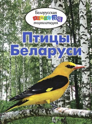 В Беларуси выбрали птицу 2017 года – 10 фактов о хохлатом жаворонке |  greenbelarus.info