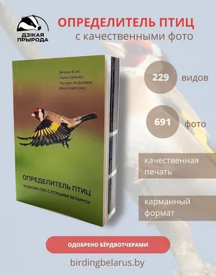 Где зимуют белорусские птицы, и какие пернатые из других стран ищут лучшей  жизни у нас - Минск-новости