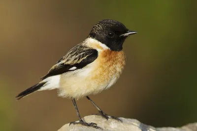 ПТИЦЫ МАРТА-2016: ОБЗОР РЕДКИХ ВИДОВ В БЕЛАРУСИ И СТРАНАХ-СОСЕДЯХ |  BirdWatch.by