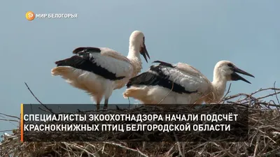 Птицы белгородской области - картинки и фото poknok.art