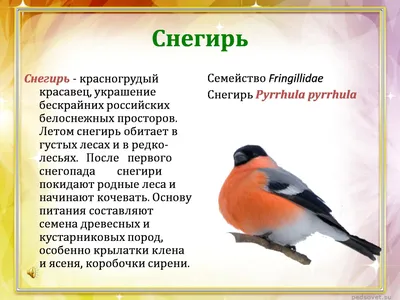 За три месяца 2023 года в Белгородской области произведено 197 тыс. тонн  птицы | Go31 | Новости Белгорода | Дзен