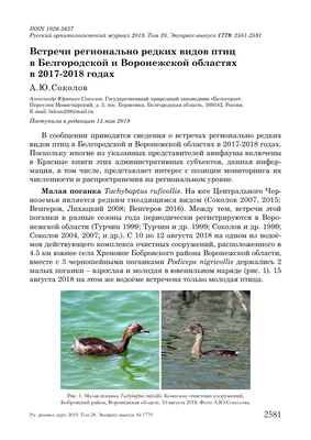 В Борисовском районе Белгородской области аисты вывели потомство | ИА  Красная Весна