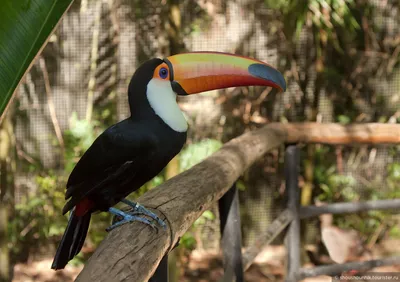 Птица Toco Toucan в Boca De валерии, Бразилии Стоковое Фото - изображение  насчитывающей валери, амбивалентности: 101156596