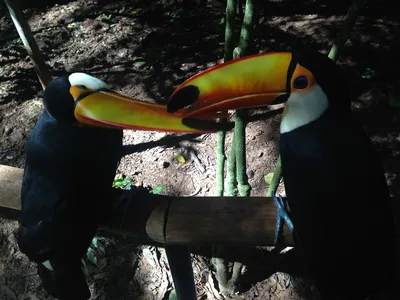 INFO-CAM | Галерея : Портрет Тукана. Парк птиц Игуасу. Бразилия. Portrait  of Toucan. Iguazu Bird Park. Brasil.