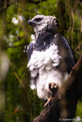 Gramado Бразилии птицы Toucan Стоковое Изображение - изображение  насчитывающей желтый, звеец: 22491967