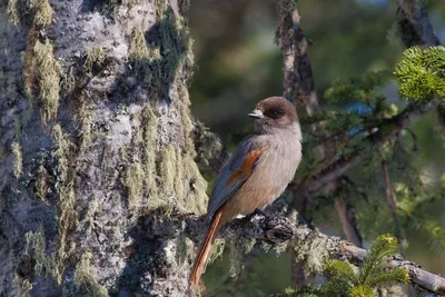 Неворобьиные Non-Passeriformes птицы Республики Бурятия: аннотированный  список