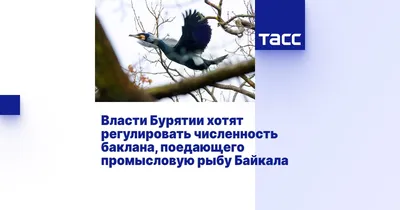 В российском регионе задумали разорять гнёзда птиц ради экологии. Недавно в  Бурятии сильно расплодились бакланы,.. | ВКонтакте