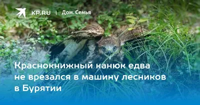 10 птиц из Красной Книги России глазами проекта \"ПроЗаповедник\" | Тревел на  всю голову | Дзен