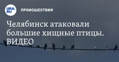 Щурка, зяблик и оляпка: 10 красивых птиц, которых можно увидеть в  Челябинской области - 1 апреля 2018 - 74.ru