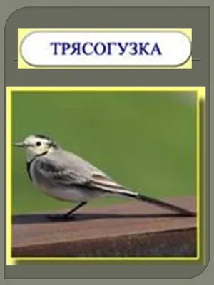 Группа \"Ручеёк\" МБДОУ \"ДС №457 г.Челябинска\".: Тема недели: \"Птицы\"