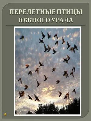 Болотная сова · Настоящие совы · Совообразные · ПТИЦЫ · Животные ·  Муниципальное Бюджетное Учреждение Культуры «Зоопарк» - официальный сайт