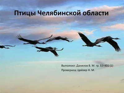 В Челябинской области четыре человека ушли под лёд | Уральский меридиан