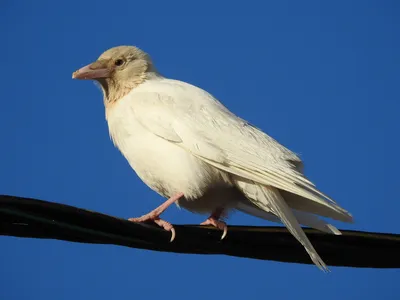 Итоги 2023 года. Птицы · iNaturalist Canada