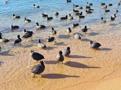 Черный полет птиц над побережьем Черного моря стаи Варной Болгарией  Стоковое Фото - изображение насчитывающей ворона, вечер: 191823054