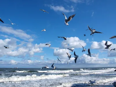 Голуби на берегу моря. Птицы на побережье Черного моря. Голубь уходит в  песок Стоковое Изображение - изображение насчитывающей перемещение, лето:  194045377