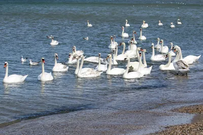 В Крым на берег Черного моря прилетела стая удивительной красоты розовых  фламинго