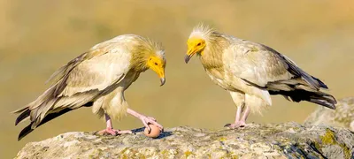 Птицы Дагестана, самые редкие и яркие из представителей