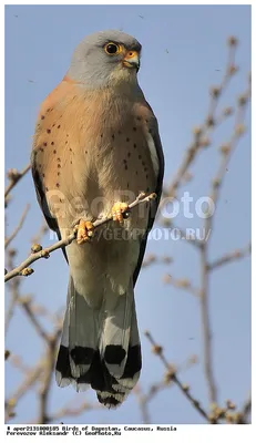 Фотография Степная пустельга (Falco naumanni) Птицы Дагестана | Фотобанк  ГеоФото/GeoPhoto | GetImages Group