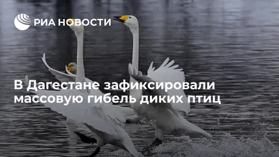 👀Тимур, житель Дагестана, заметил на берегу Каспийского моря  краснокнижного фламинго. Голодную и замёрзшую птицу парень обогрел и  показал… | Instagram