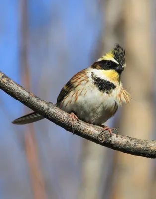 Дальний восток и его красивые пернатые… | Beautiful Bird