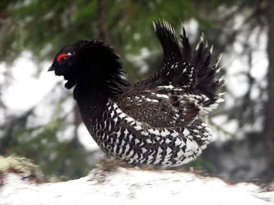 Синехвостка Tarsiger cyanurus – Птицы Дальнего Востока