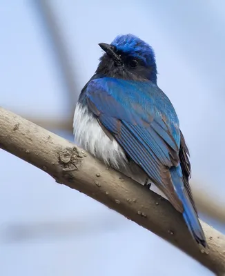 Рыжий дрозд (Turdus naumanni). Птицы Дальнего Востока России.