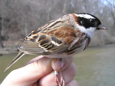 Восточная синица (Parus minor). Птицы Дальнего Востока России.