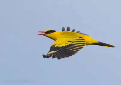 Большая горлица (Streptopelia orientalis). Птицы Дальнего Востока России.