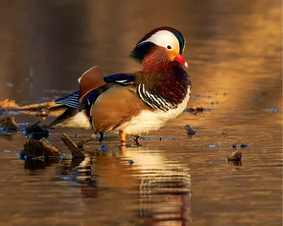 Большая синица (Parus major). Птицы Дальнего Востока России.